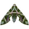 Plotinus-moth.png