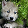 File:Puppywolf.png