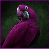Wisdom-purpleparrot.jpg