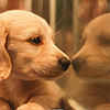 File:Puppyflection.png