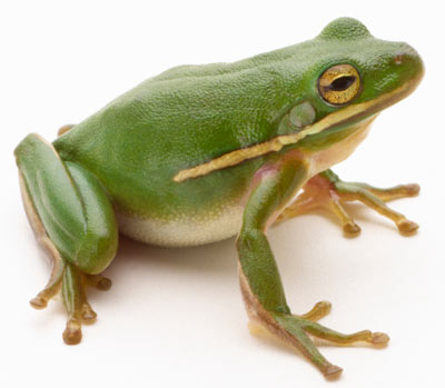 File:Frog.jpg