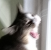 my cat lena. she's yawning but it looks like she's yowling